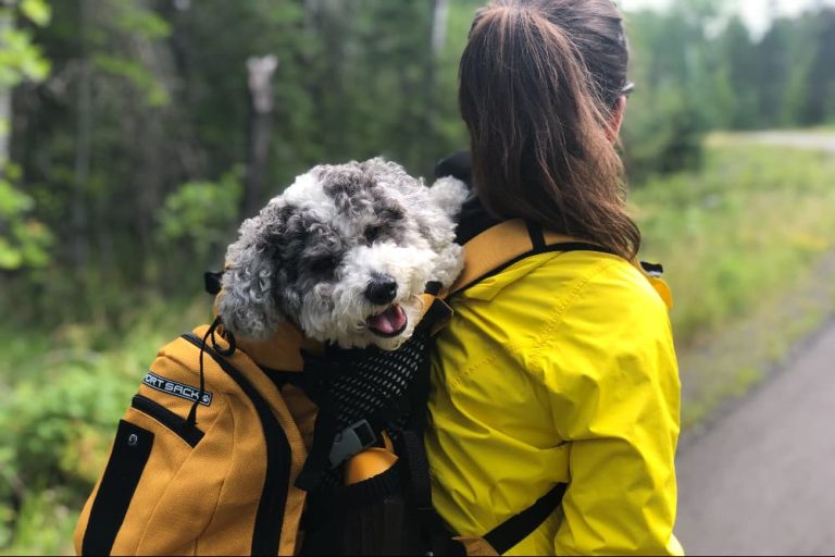 Best Dog Carrier Backpacks: A Comfortable Journey for You and Your Pooch